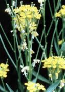 Brassica Juncea 
